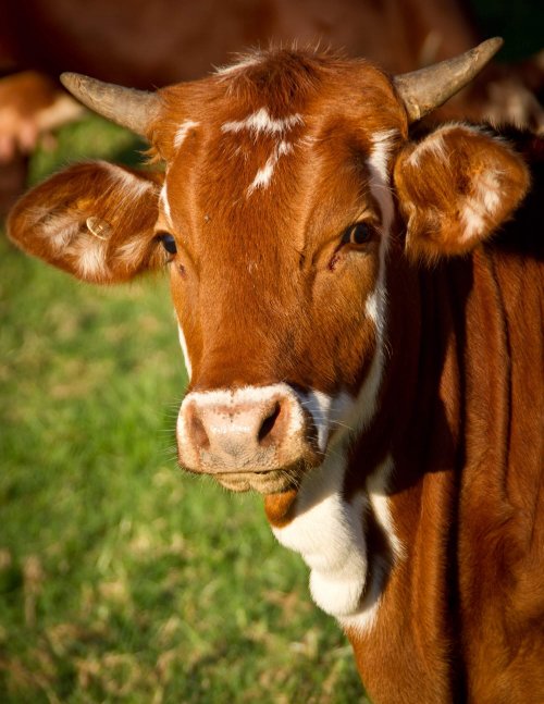 ﻿Comment bien choisir sa côte de bœuf