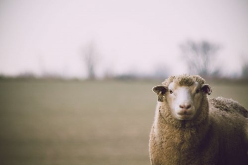 ﻿L’agneau, un aliment riche en fer